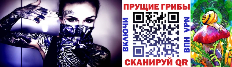 закладки  Ахтырский  Псилоцибиновые грибы Cubensis 